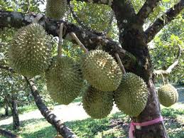 bibit durian monthong di medan